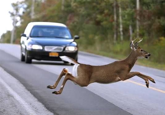 Driving Safety, Airbags & Wildlife Collisions